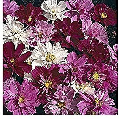 Epazo Double Click Cranberries' Seeds. Cosmos Cranberries Seed(28 per packet)