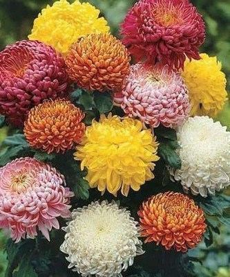 TRICONE Chrysanthemum Mix (200 Seeds) Flower 200 Beej W30 Seed(200 per packet)