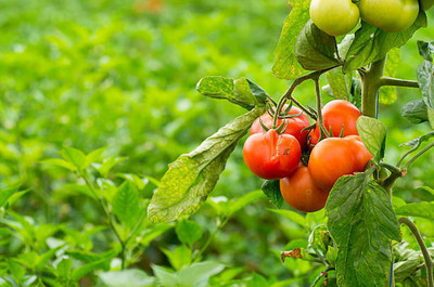 XOLDAA tomato Seed(105 per packet)