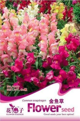 DROXTY ™ PAU-1467-Flowers Seeds Antirrhinum Snapdragon Seeds Mixed Seed(40 per packet)