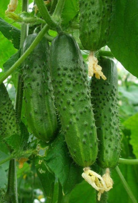 BSARKAR Cucumber seed Seed(20 per packet)