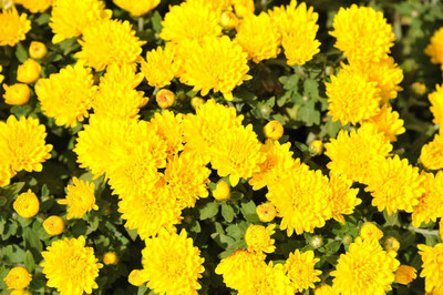 CALYXSEEDS marigold,gende ka phool seeds Seed(20 per packet)