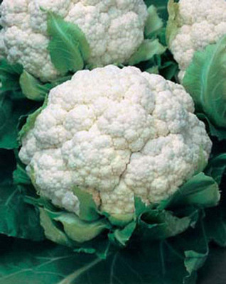 CYBEXIS Heirloom Cauliflower Triomphant Vegetable Seeds2000 Seeds Seed(2000 per packet)
