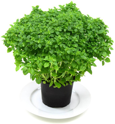 WILLVINE LX-59 Basil, Spicy Globe Herb Seeds Seed(2000 per packet)