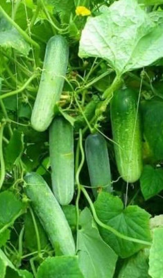 Cloud Farm Cucumber seed Seed(25 per packet)