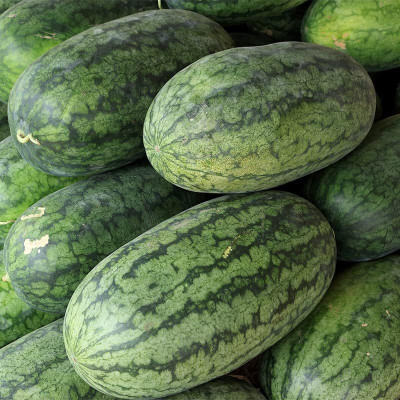 KNESSiN Disease-Resistant Watermelon Jubilee Fruit Seeds For Gardening-(100 Seeds) Seed(100 per packet)