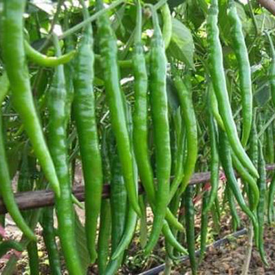 SREE Mixed CW44 CHILLI MIRCHI HYBRID SEED,chilli seeds Seed(250 per packet)