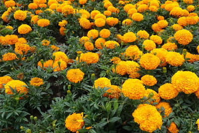 eShoptail marigold/gende ka phool flower seeds Seed(50 per packet)