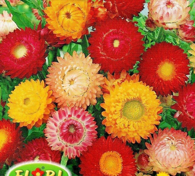 CYBEXIS Paper Daisy HIGH Quality Flower Seed(50 per packet)
