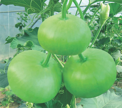 Qualtivate HYB-1A Hybrid Bottle Gourd Round Seed(50 per packet)
