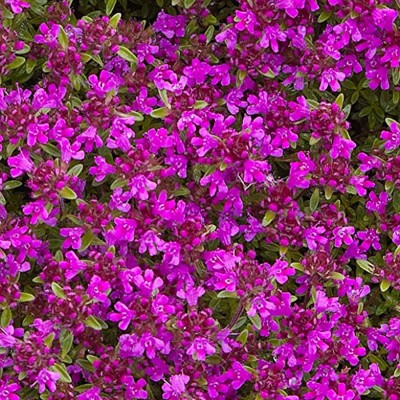 CYBEXIS XLL-86 - Magic Carpet Creeping Thyme - (450 Seeds) Seed(450 per packet)