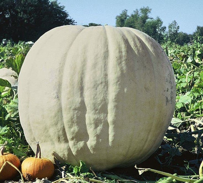 VibeX ® LXI-349 Giant White Giant Pumpkin Seeds Seed(50 per packet)