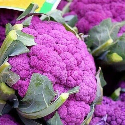 CYBEXIS High Germination Purple Cauliflower Di Sicilia Violetto2000 Seeds Seed(2000 per packet)
