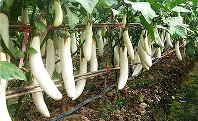 Aywal Brinjal Seed(100 per packet)