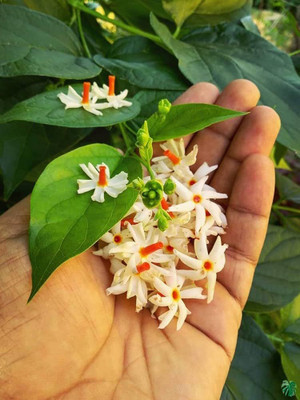 GREENSEA Night blooming jasmine seeds Seed(15 per packet)