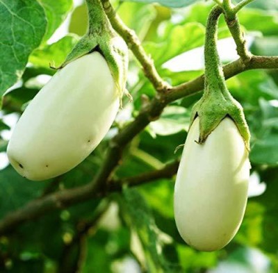 KANAYA Gardening White BRINJAL (Egg Plant) Seed(40 per packet)