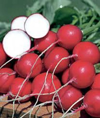 CYBEXIS VVI-4 - Champion Radish - (2250 Seeds) Seed(2250 per packet)