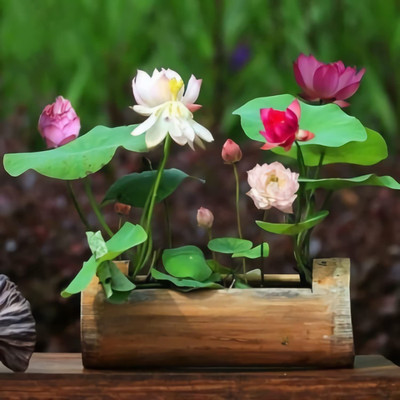 CYBEXIS NDIR-34 - Mixed Lotus Flower - (30 Seeds) Seed(30 per packet)
