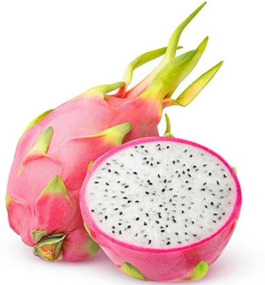 Oliver DRAGON FRUIT SEED Seed(20 per packet)