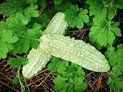 Qualtivate RES-8A White Bitter Gourds Vegetable Seeds Seed(50 per packet)