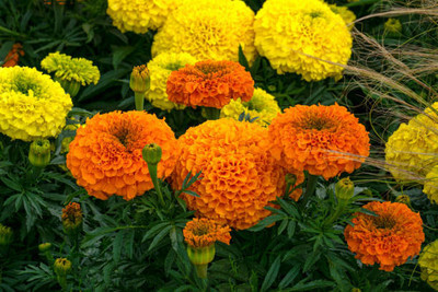 Top aam ka beej marigold/gende ka phool flower seeds Seed(50 per packet)