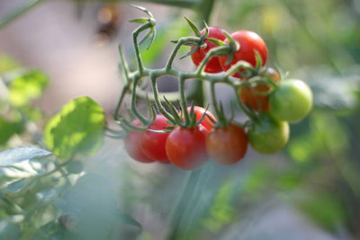 jui halder tomato Seed(35 per packet)