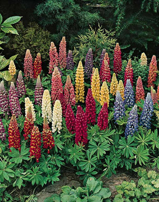 Quentova Lupine Mix of colors Lupinus Polyphyllus Flower-NAMO-9P Seed(75 per packet)