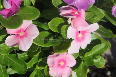 XOLDA Exotic vinca Seed(29 per packet)