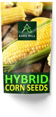 WILLVINE SYN -VI NK-6241 Plus Hybrid Corn Seed-[25g] Seed(100 per packet)