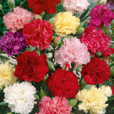 Lorvox Carnation - Giant Double Chabaud Mix Seed(30 per packet)