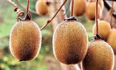 Oliver f1 quality hybrid kiwi fruit Seed(151 per packet)