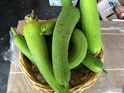 UGRA Luffa Sponge Gourd Seed(100 per packet)