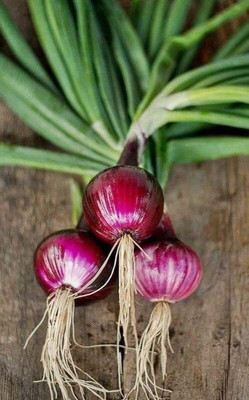 Aywal ONION Light Red Seed(100 per packet)