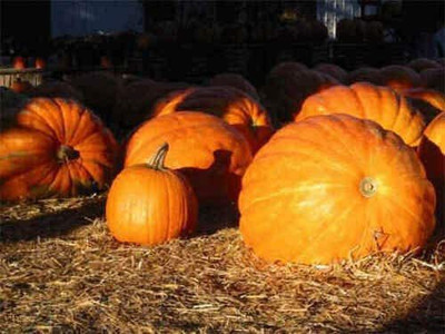 CYBEXIS Seeds of Vegetable Pumpkin Dills Atlantic Giant400 Seeds Seed(400 per packet)