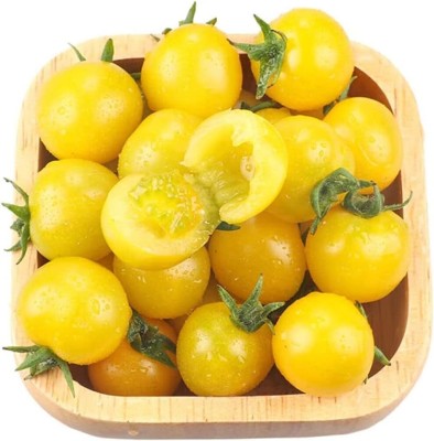 KNESSiN Yellow Tomato Seed(1250 per packet)