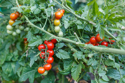 Nbtools tomato Seed(120 per packet)