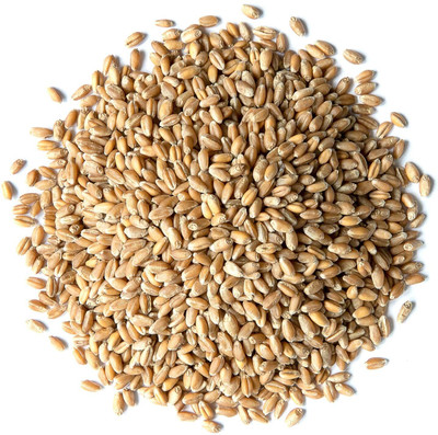 Biosnyg Easy to Grow Hard Red Wheatgrass Seeds For Indoor Planting-(10000 Seeds) Seed(10000 per packet)