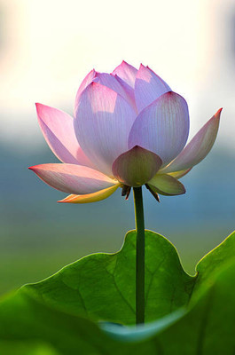Digibusy lotus,kamal gatta Seed(10 per packet)