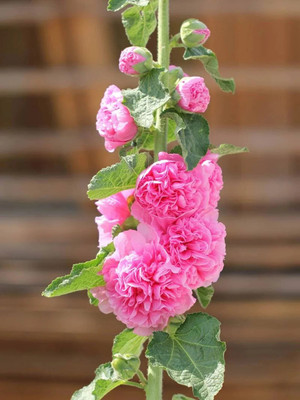 jkfarm Hollyhock Flower Seed(50 per packet)