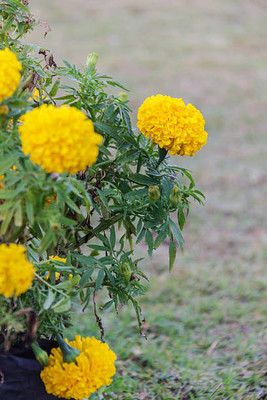 Harsh Impex marigold/gende ka phool flower seeds Seed(75 per packet)