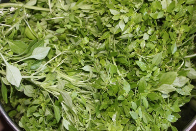VibeX ® RXI-23 Ocimum basilicum 'Fino Verde' Seed(1000 per packet)