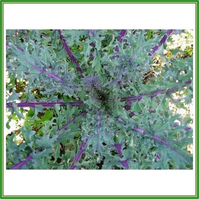 CYBEXIS F7Kale 'Red Russian' Seeds2000 Seeds Seed(2000 per packet)