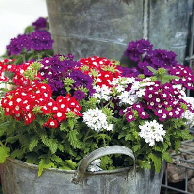 BDSresolve All season verbena seeds PACK OF 67 Seed(67 per packet)