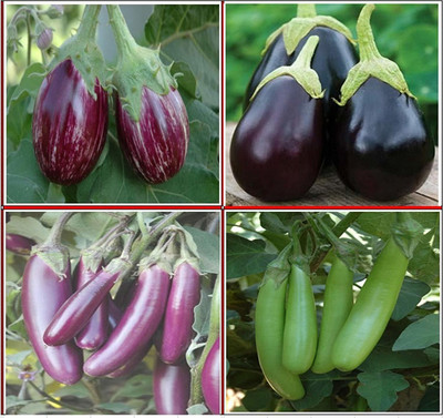 VibeX ® VLR-79 Hybrid Brinjal Seed Club:4 Types Seed(200 per packet)