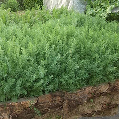 Qualtivate VXI-27 Alligator Giant Seeds Dill Seed(500 per packet)