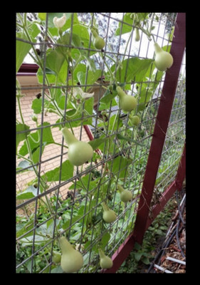 UGRA Round Bottle Gourd, Ghiya Seed(20 per packet)