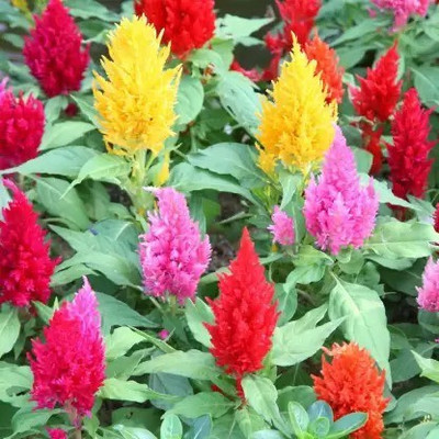 MAA Celosia Dwarf, Cockscomb Seed(90 per packet)
