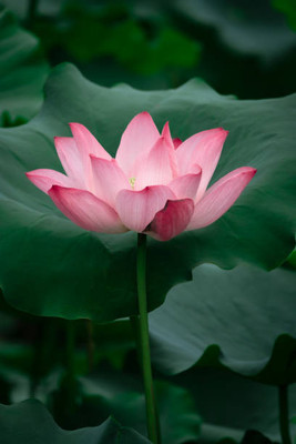 JENY lotus,kamal gatta Seed(15 per packet)