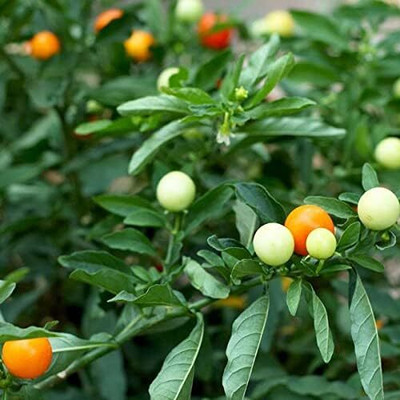 Qualtivate PUA-9A 5 Color Pepper Seed(300 per packet)