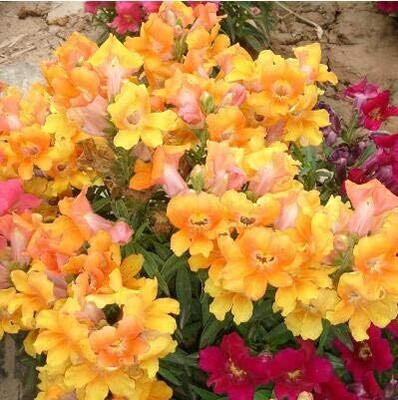CRGO ANTIRRHINUM Seed(100 per packet)